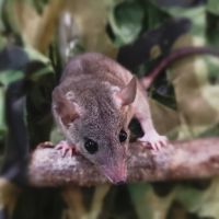 A short-tailed opossum on a perch