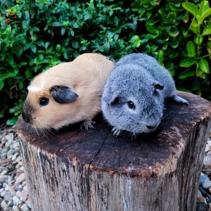 2 guinea pigs on a tree stump