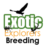 Exotic Explorers company logo