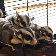A Sugar Glider mum with her 2 joeys