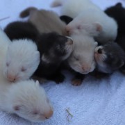 5 or 6 very young Ferret kits on a towel