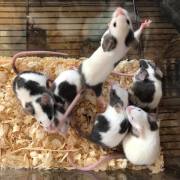 6 of our Fancy Mouse babies