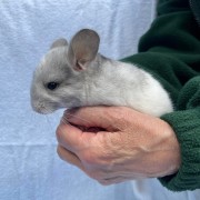 A grey baby Chinchilla, held by one of our keepers
