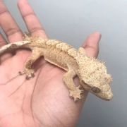 A baby Yellow Crested Gecko in a hand