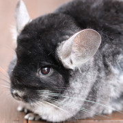chinchilla image gallery