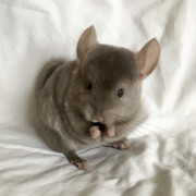 chinchilla image gallery