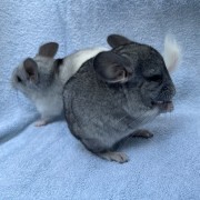 chinchilla image gallery