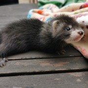ferret image gallery