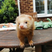 ferret image gallery
