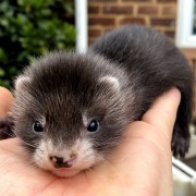 ferret image gallery