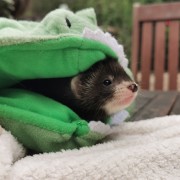 ferret image gallery