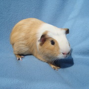 guinea-pig gallery