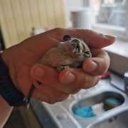 Degu image gallery