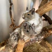 Degu image gallery