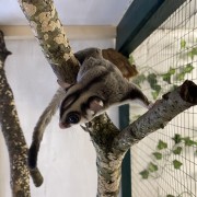 sugar glider image gallery