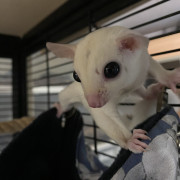 sugar glider image gallery