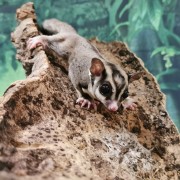 sugar glider image gallery