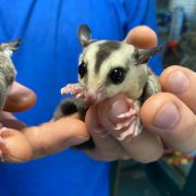 sugar glider image gallery