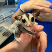 sugar glider image gallery