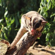 sugar glider image gallery