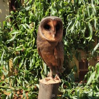 Black Barn Owl on perch