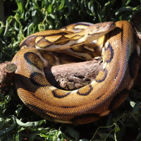 Katniss, Reticulated Python wrapped around a log