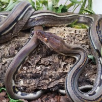 Dwarf Reticulated Python wrapped around a log