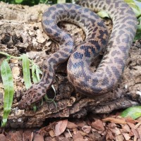 Spotted Python wrapped around a log