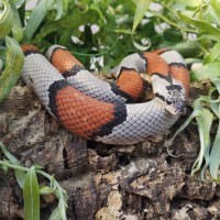 Grey Banded Kingsnake wrapped around a log