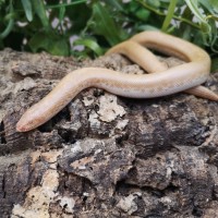 Kenyan Sand Boa wrapped around a log