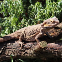 Bearded Dragon on a log