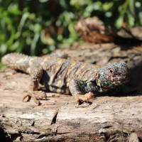 Uromastyx on a log