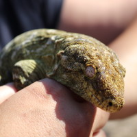 Close up of Littlefoot, Giant Gecko on the hand of an Exotic Explorers employee