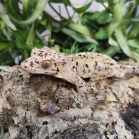 Crested Gecko on a log