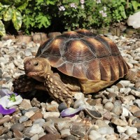 Zola, Sulcata Tortoise on gravel floor