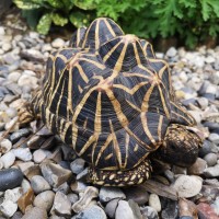 Star Tortoise on gravel floor