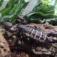 Emperor Scorpion