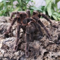 Salmon Pink Bird Eater Tarantula on a log