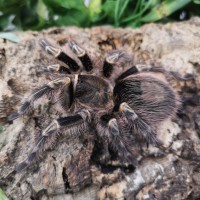 Chaco Golden Knee Tarantula on a log