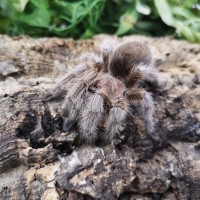 Chilean Rose Tarantula on a log