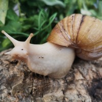 African Giant Snail on a log