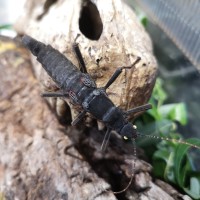 Black Beauty Stick Insect on a log