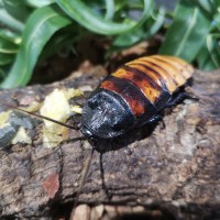 Madagasgar Hissing Cockroach on a log