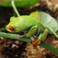 Red Eyed Tree Frog sitting on a leaf stem