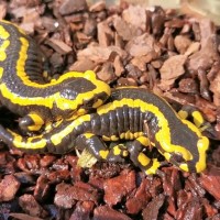 2 Fire Salamanders on ground