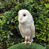 White Barn Owl on perch