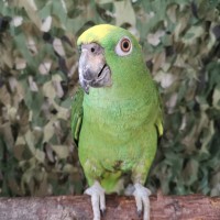 Yellow-Crowned Amazon on perch with green background