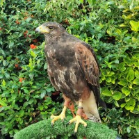 Harris Hawk on perch