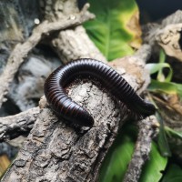 Giant Millipede on a log