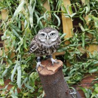 Little Owl on perch